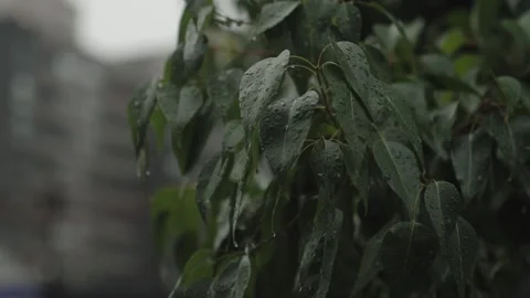 Autumn Leaves with Raindrops in Backlight Stock Footage 312751013