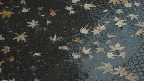 Autumn Leaves with Raindrops in Backlight Stock Footage 312751060