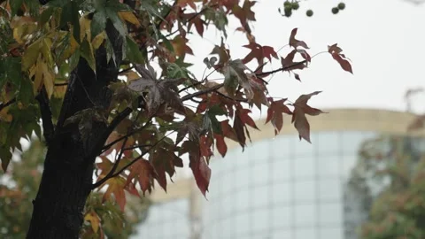 Autumn Leaves with Raindrops in Backlight Stock Footage 312751487