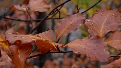 Autumn Leaves with Raindrops. Stock Footage 255250934