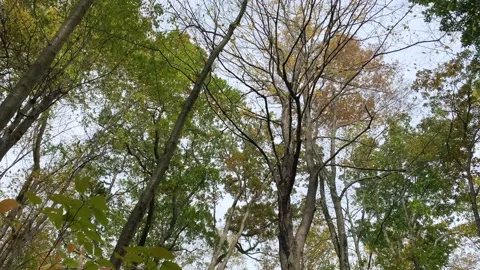Autumn Leaves Raining Down During Wind Gust Stock Footage 170901165