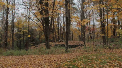 Autumn leaves raining Stock Footage 39147262