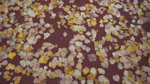Autumn leaves on a red background Video stock 86047346