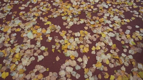 Autumn leaves on a red background Video stock 86047641