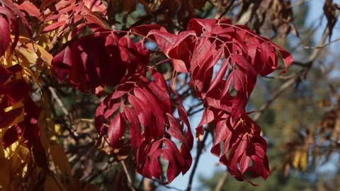 Autumn leaves red Stock Footage 231652307