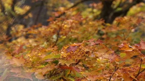 Autumn leaves of red maple tree Stock Footage 69125559