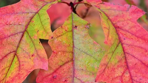 Autumn leaves of red oak Stock-Footage 141192353
