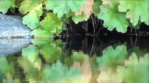 Autumn Leaves Reflection On Water Stock Footage 12364671