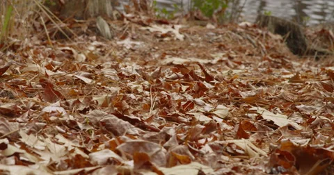 Autumn Leaves On The River Stock Footage 51202114