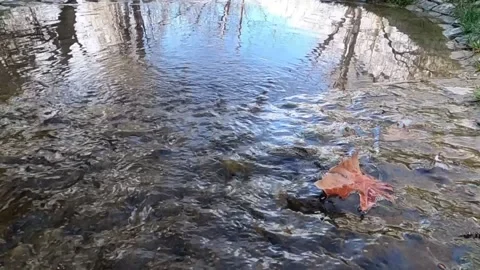 Autumn leaves on the river Video stock 182395017