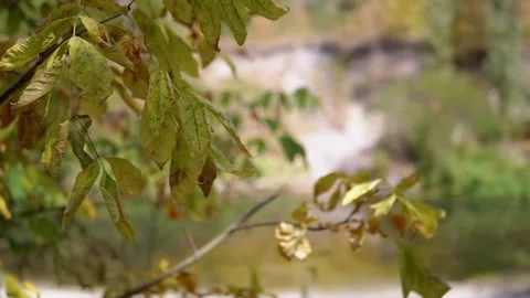 Autumn Leaves by the River Stock Footage 293279241