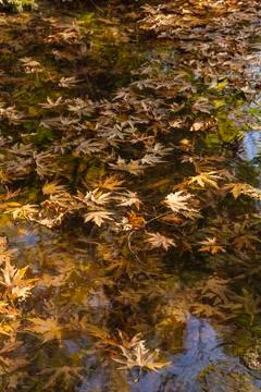 Autumn leaves on the river Stock Photos