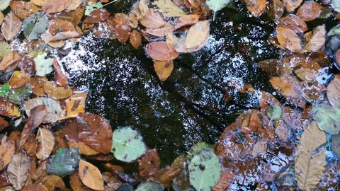 Autumn leaves on the river in the shape of a heart Stock Footage 118715053