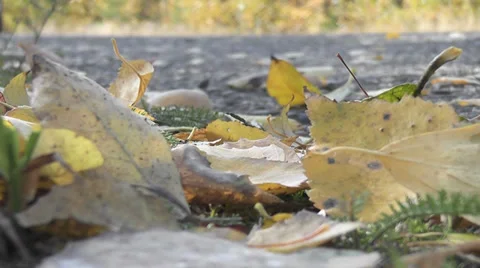 Autumn leaves on the road Stock Footage 30463765