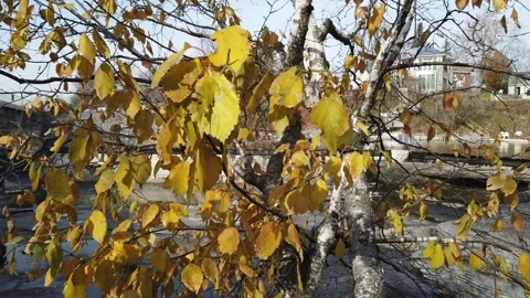 Autumn leaves rocky river bed with falls Pan Stock Footage 143196853