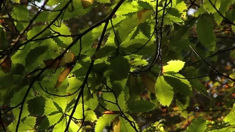 Autumn leaves rustling backlit by sun Stock Footage 80787769