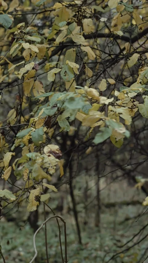 Autumn leaves rustling on forest branches Vídeos de archivo 320192214