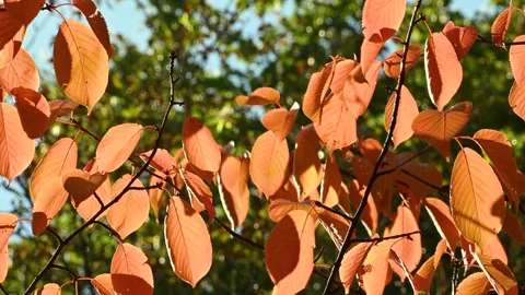 Autumn leaves rustling on tree branches in sunny park Stock Footage 331241204