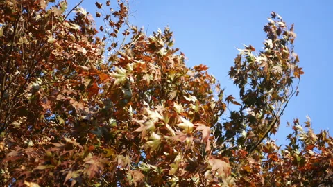 Autumn Leaves Rustling in Tree as Wind Blows Stock Footage 319443044