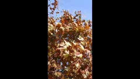 Autumn Leaves Rustling in Tree as Wind Blows - Vertical Re-Render Stock Footage 325927569