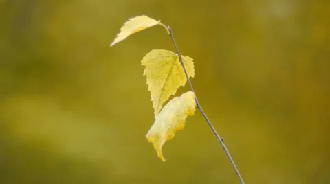 Autumn Leaves Rustling In The Wind 2 Stock Footage 31918211