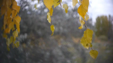 Autumn Leaves Rustling In The Wind 3 Stock Footage 32374566