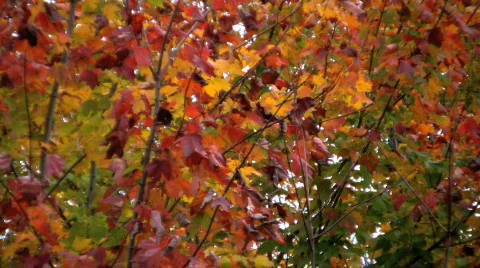 Autumn leaves rustling in the wind Stock Footage 271686
