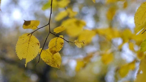 Autumn Leaves Rustling In The Wind Stock Footage 82222301