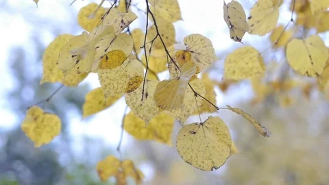Autumn Leaves Rustling In The Wind Stock Footage 82222307