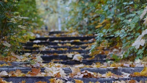 Autumn Leaves Rustling In The Wind Stock Footage 82239839