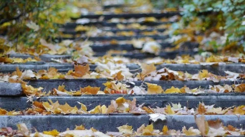 Autumn Leaves Rustling In The Wind Stock Footage 82276647
