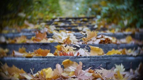 Autumn Leaves Rustling In The Wind Stock Footage 82355188