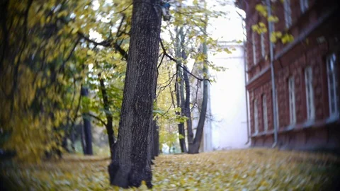 Autumn Leaves Rustling In The Wind Stock Footage 82397383