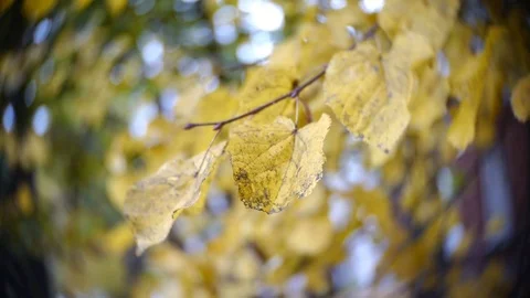 Autumn Leaves Rustling In The Wind Stock Footage 82454953