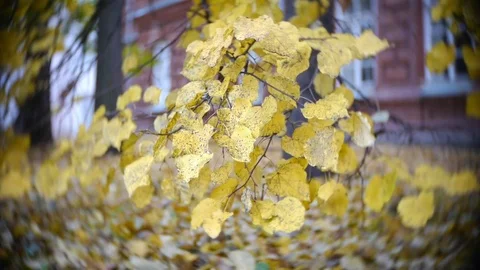 Autumn Leaves Rustling In The Wind Stock Footage 82455561