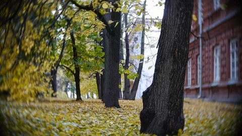 Autumn Leaves Rustling In The Wind Stock Footage 82456061