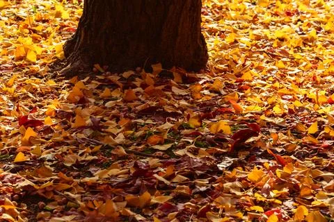 Autumn Leaves Scattered Around Tree Trunk in Forest 스톡 사진