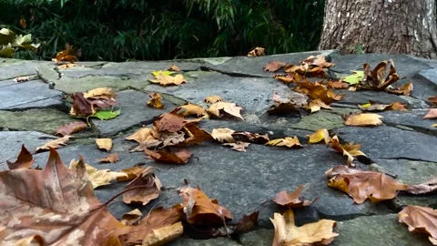 Autumn Leaves Scattered on Stone Path in Peaceful Garden Setting Video stock 341957733
