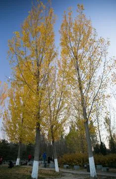 Autumn leaves scenery Stock Photos