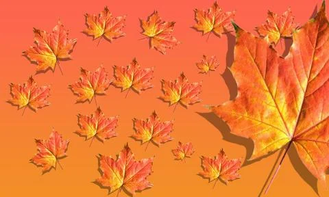Autumn leaves seamless pattern background with colorful fall foliage design Stock Photos