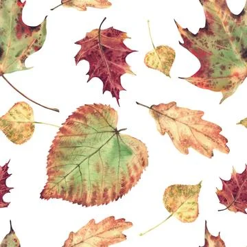 Autumn leaves seamless pattern from deciduous trees. Realistic hand painted Stock-Illustration