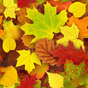Autumn leaves seamless pattern Stock Photos