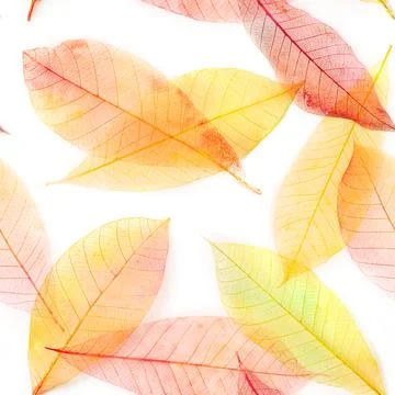 Autumn leaves seamless pattern. Skeleton leaves repeat print. Fall background Stock Photos
