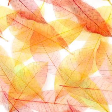 Autumn leaves seamless pattern. Skeleton leaves repeat print. Fall wallpaper Stock Photos