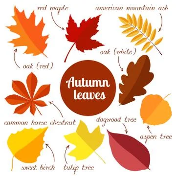 Autumn leaves. second set. Stock Illustration