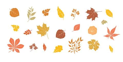 Autumn leaves set. Fall leaf floral icons over white background. Stock Illustration