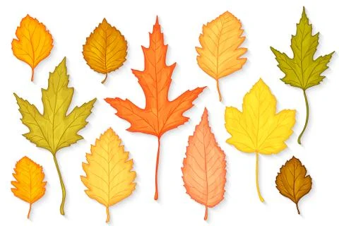 Autumn leaves set Stock Illustration