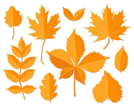 Autumn leaves set Stock Illustration