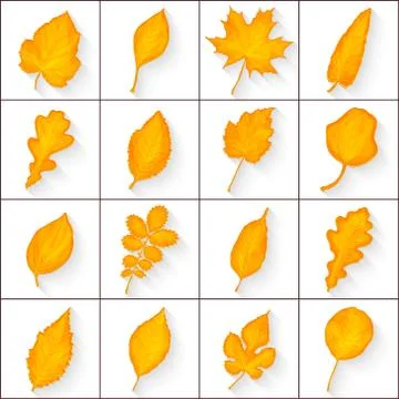 Autumn leaves set vector Stock Illustration