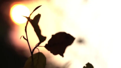 Autumn Leaves in the Setting Sun Handheld 4K Stock Footage 82172619